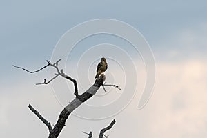 Red-tailed Hawk perched on top of a dead tree branch