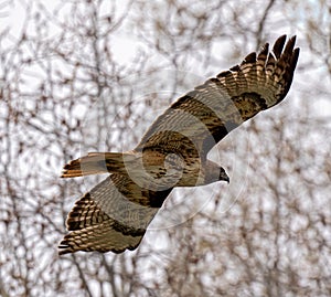 Red-tailed hawk perched in a tree and the flies away at the Jackson Dam parking lot in GTNP