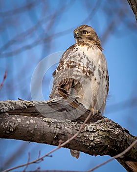 A Red Tailed Hawk perched in a tree photo