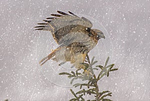 Red Tailed Hawk perched on a tree top during a snow fall