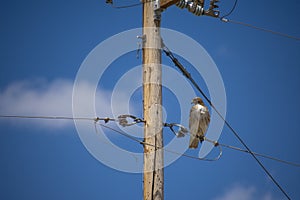 Red-Tailed Hawk Perched on Utility Cables