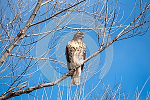 A red tailed hawk perched on a willow tree