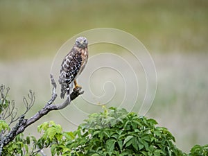 Red Tailed Hawk perches on a limb watching for food.