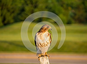 A red tailed hawk perches on a wooden post in the afternoon.