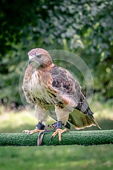 Red tailed hawk perching on bar