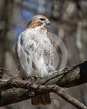 Red Tailed Hawk Portrait