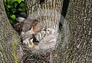 Red Tailed Hawk Portrait