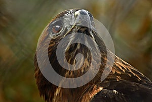 Red Tailed Hawk Portrait
