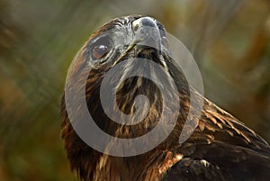 Red Tailed Hawk Portrait photo