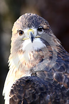 Red-tailed Hawk Portrait