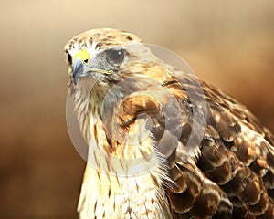 Red-tailed hawk portrait