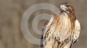 Red-tailed Hawk portrait, Quebec, Canada