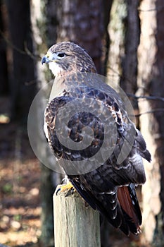 Red-tailed Hawk on post