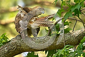 Red-tailed Hawk Preening