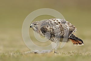 Red tailed hawk with prey