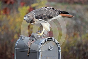 Red Tailed Hawk with Prey photo