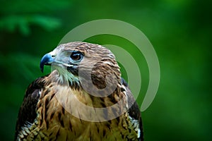 Red-tailed hawk in profile