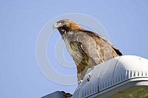 Red Tailed Hawk raptor on telephone pole in Tucson Arizona desert