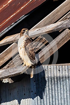 Red tailed hawk resting on an old barn