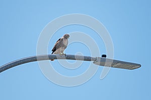 Red tailed hawk resting on a pole