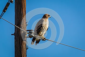 Red tailed hawk resting on a power pole