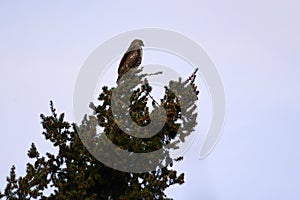 Red-tailed hawk resting on top of the tree