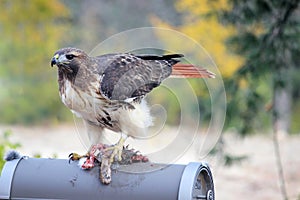 Red Tailed Hawk with Roadkill