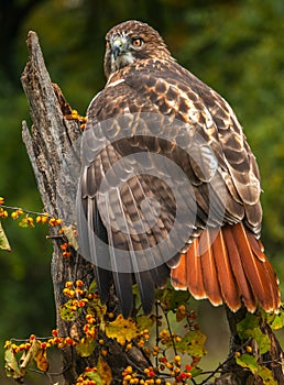 A Red Tailed Hawk sitting on a branch.