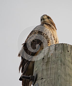 Red Tailed Hawk sitting on electric pole at Geist Park Fishers Indiana