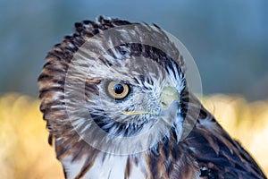 Red tailed hawk sitting on a perch. Birds of Prey Centre Coledale Alberta Canada