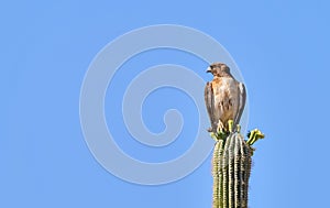 Red Tailed Hawk Sitting on a Saguaro Cactus