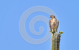 Red Tailed Hawk Sitting on a Saguaro Cactus photo