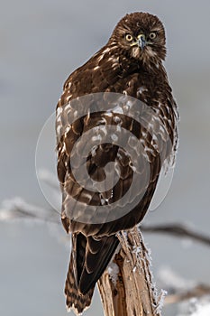 Red-tailed hawk sitting on a stump