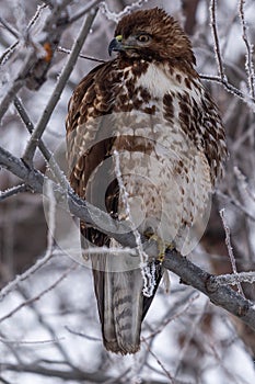 Red-tailed hawk sitting in a tree