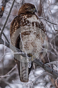 Red-tailed hawk sitting in a tree