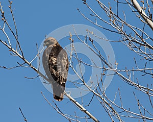 Red-Tailed Hawk