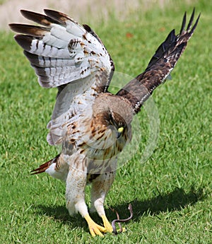 Red tailed hawk and a snake