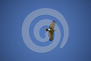 Red-Tailed Hawk Soaring