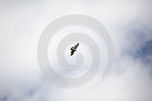 Red-Tailed Hawk Soaring