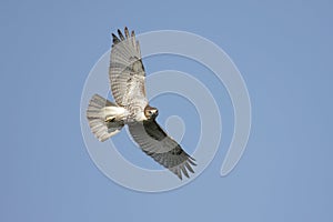 Red-tailed Hawk Soaring