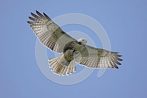 Red-tailed Hawk Soaring