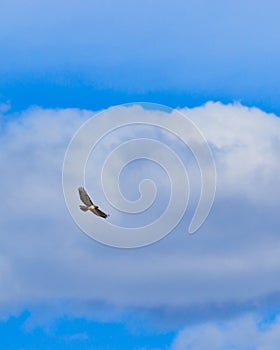 Red tailed hawk soaring against a bank of clouds