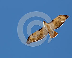 Red tailed hawk soaring against cloudless sky