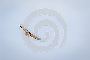 Red tailed hawk soaring against cloudy sky