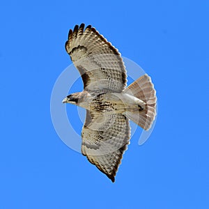 Red tailed hawk soaring in blue sky
