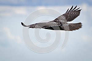 Red-Tailed Hawk Soaring in Cloudy Sky