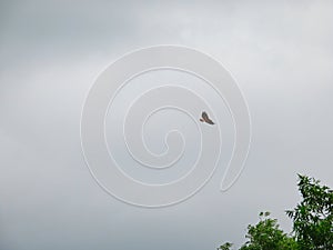 Red-Tailed Hawk Soaring Through a Cloudy Sky