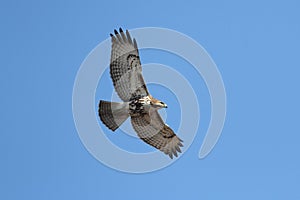 Red-tailed Hawk Soaring
