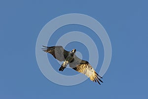 Red Tailed Hawk soaring overhead in blue sky