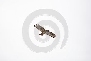 Red-Tailed Hawk Soaring in the Sky